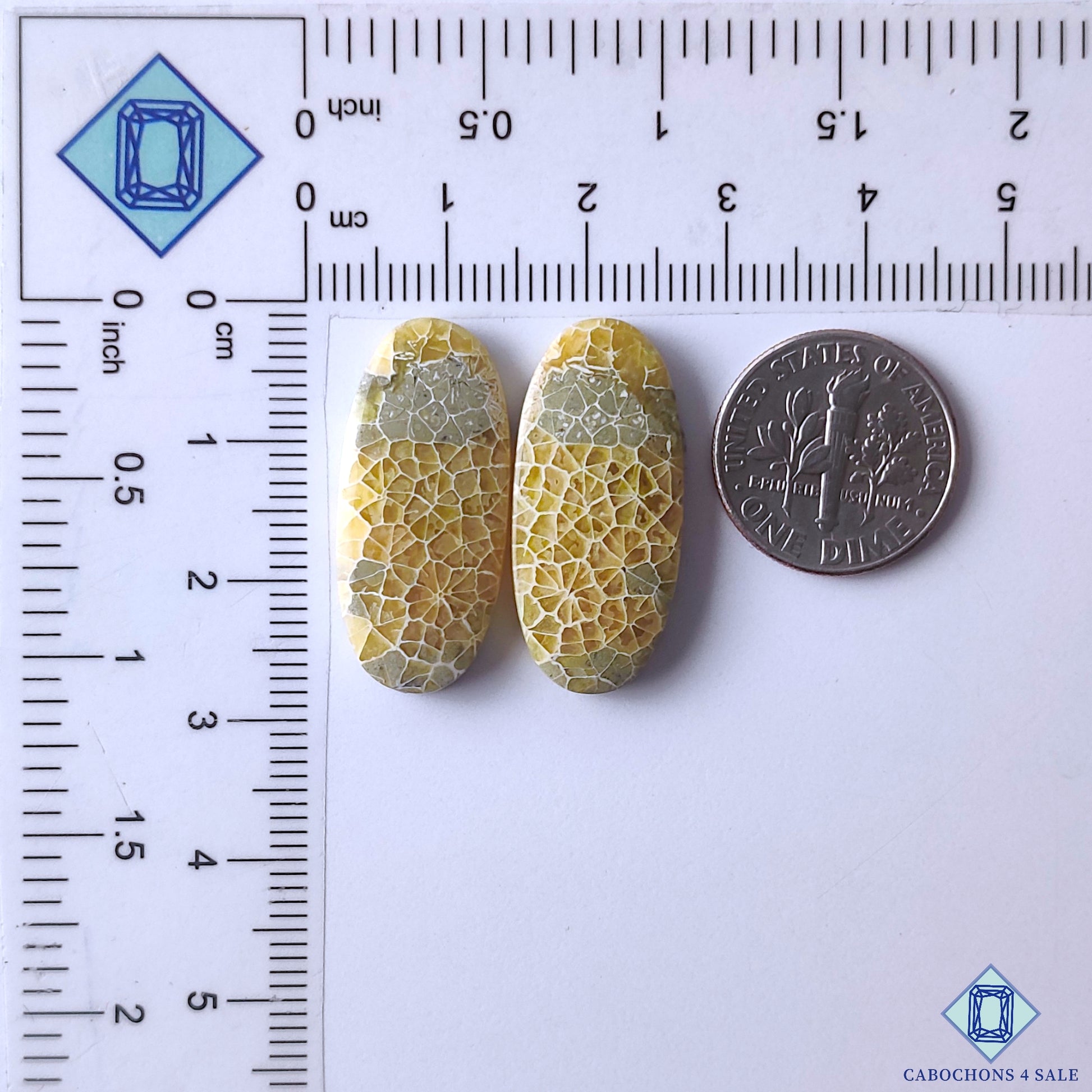 Fossil Coral