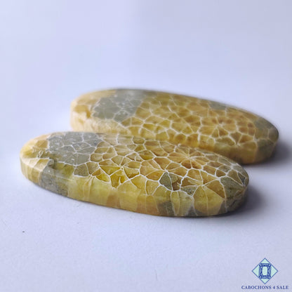 Fossil Coral