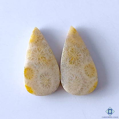 Fossil Coral