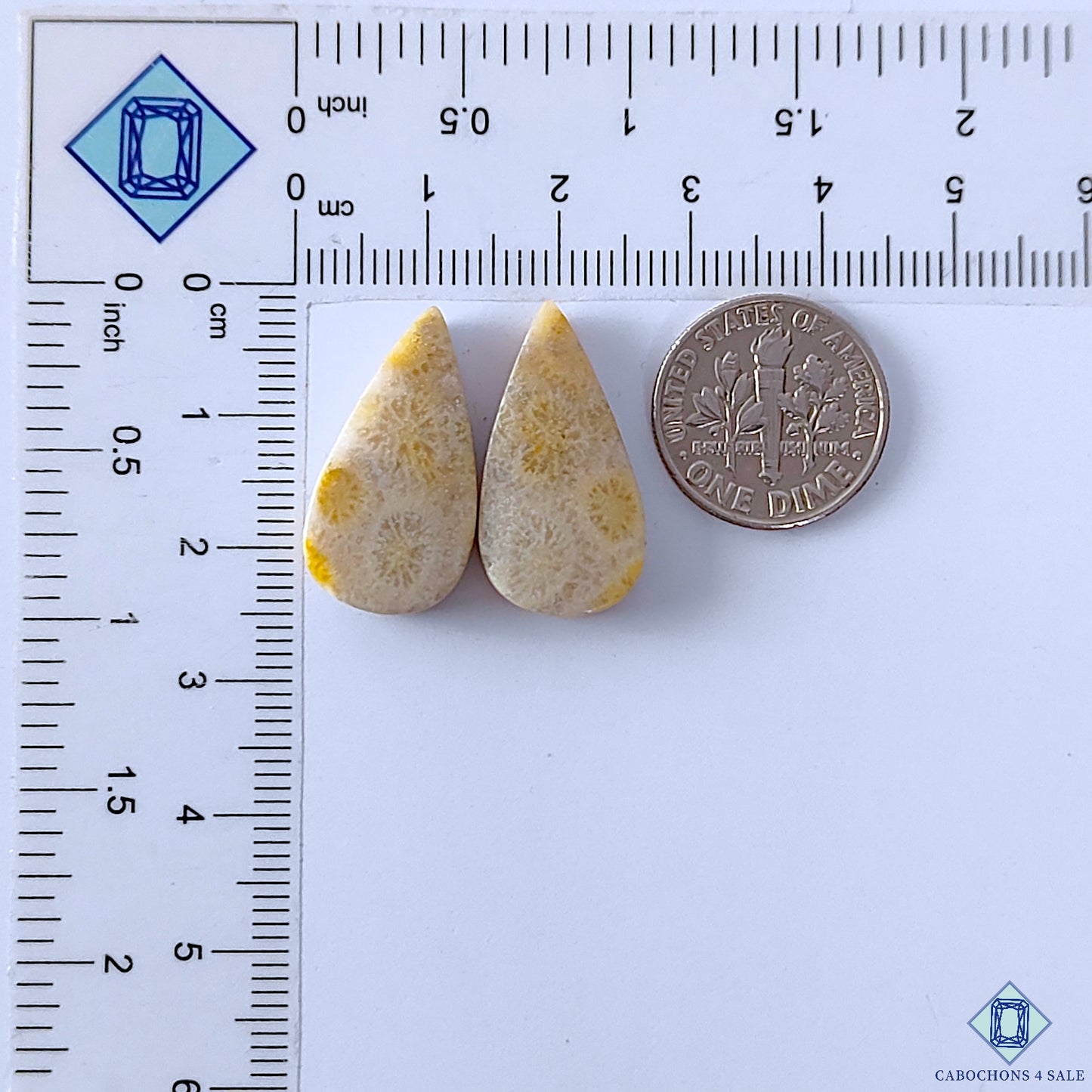 Fossil Coral
