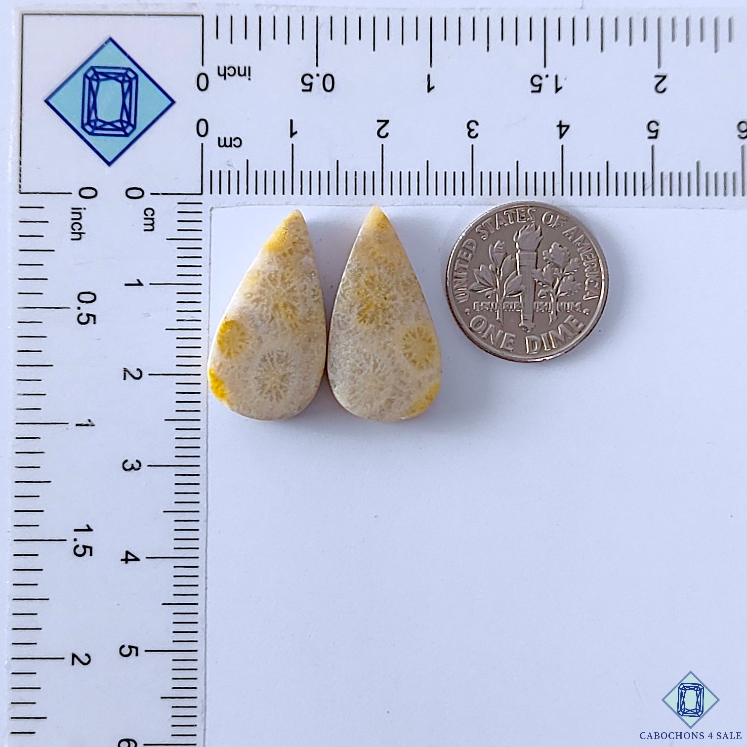 Fossil Coral