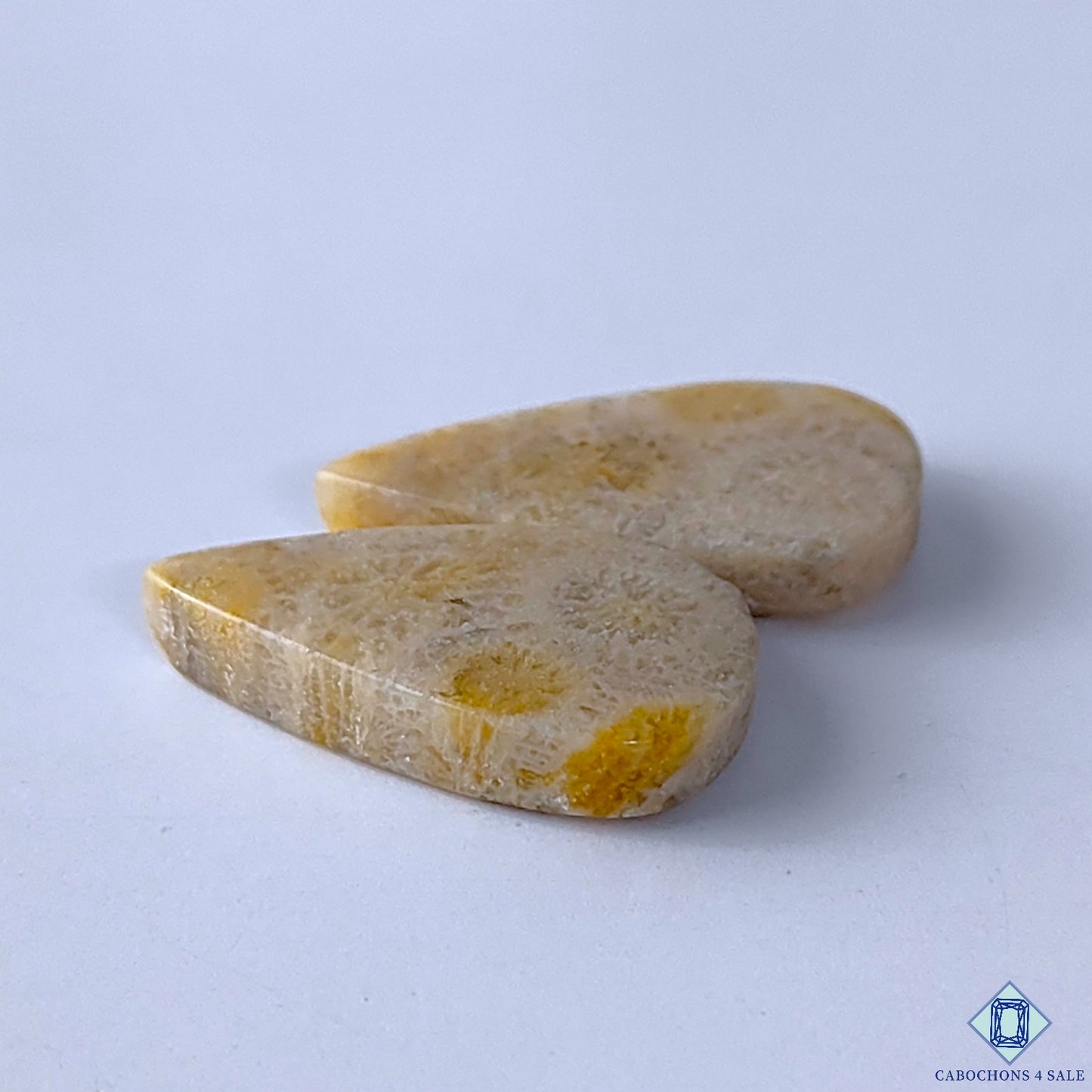 Fossil Coral