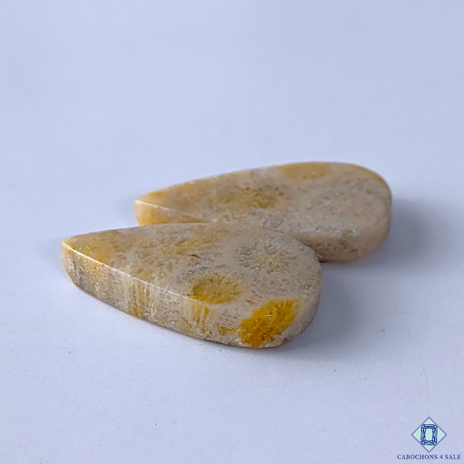 Fossil Coral