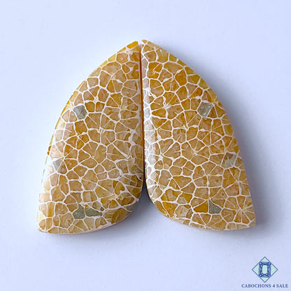 Fossil Coral