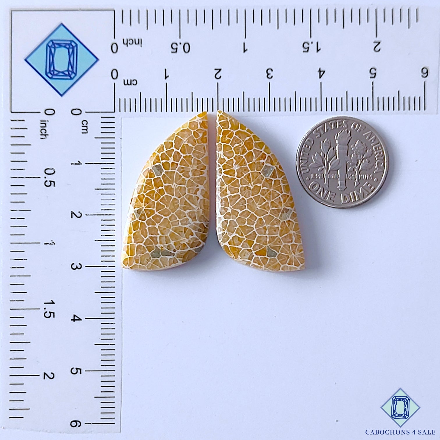 Fossil Coral