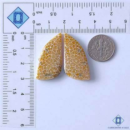 Fossil Coral