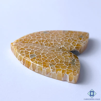 Fossil Coral