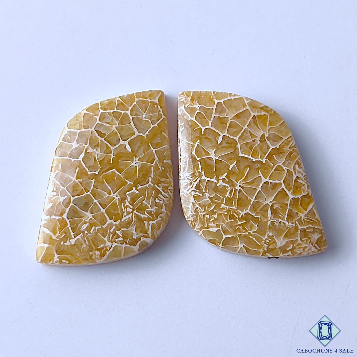 Fossil Coral