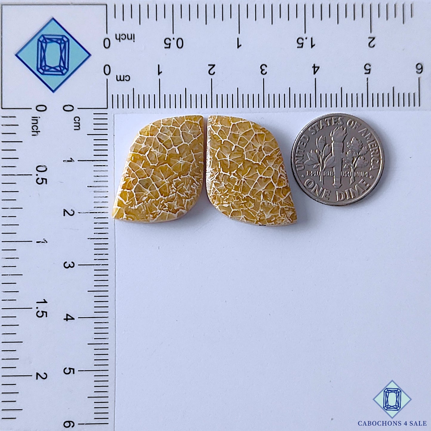 Fossil Coral