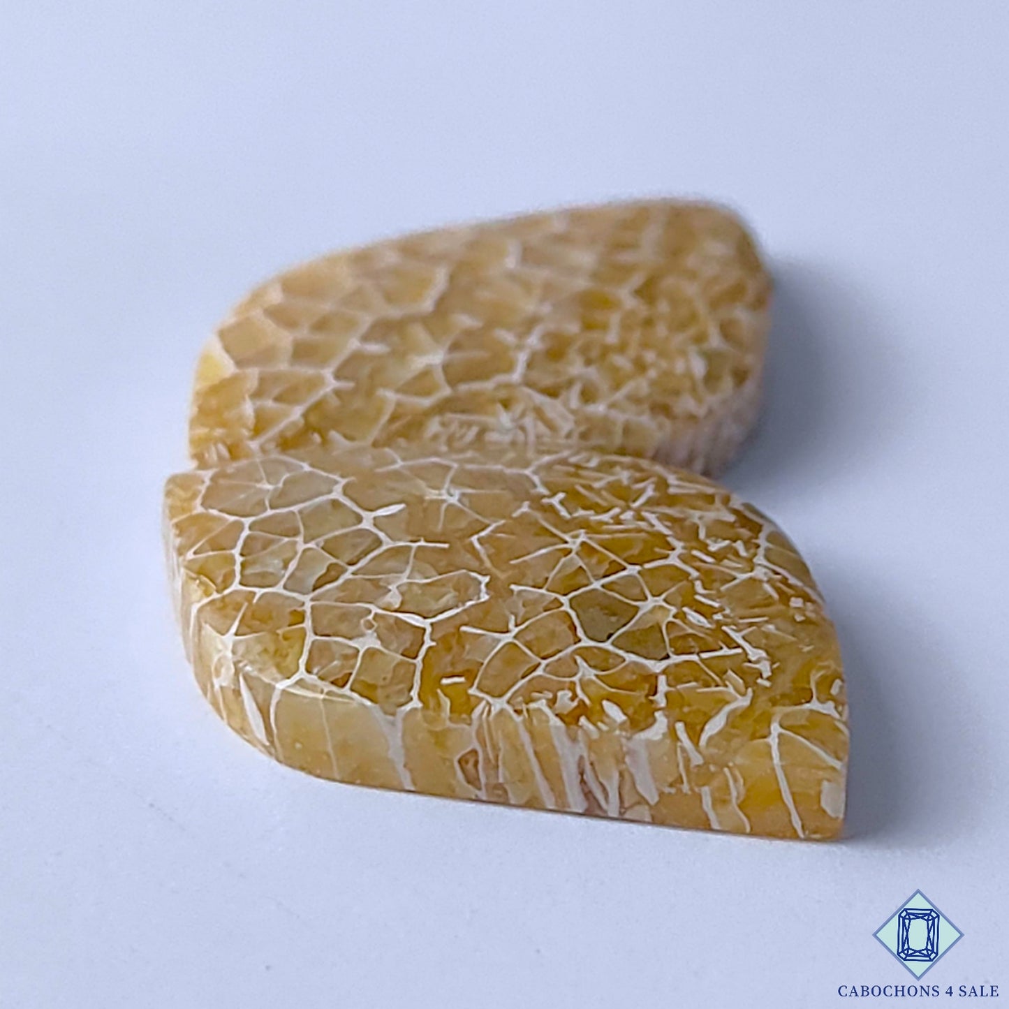 Fossil Coral