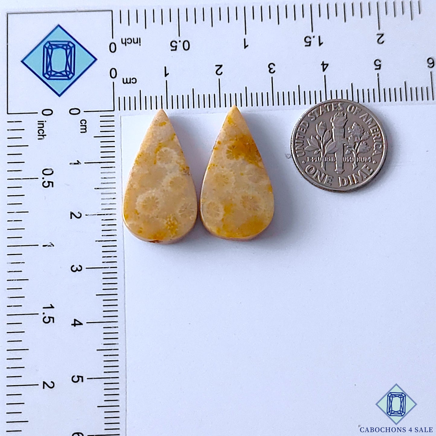 Fossil Coral