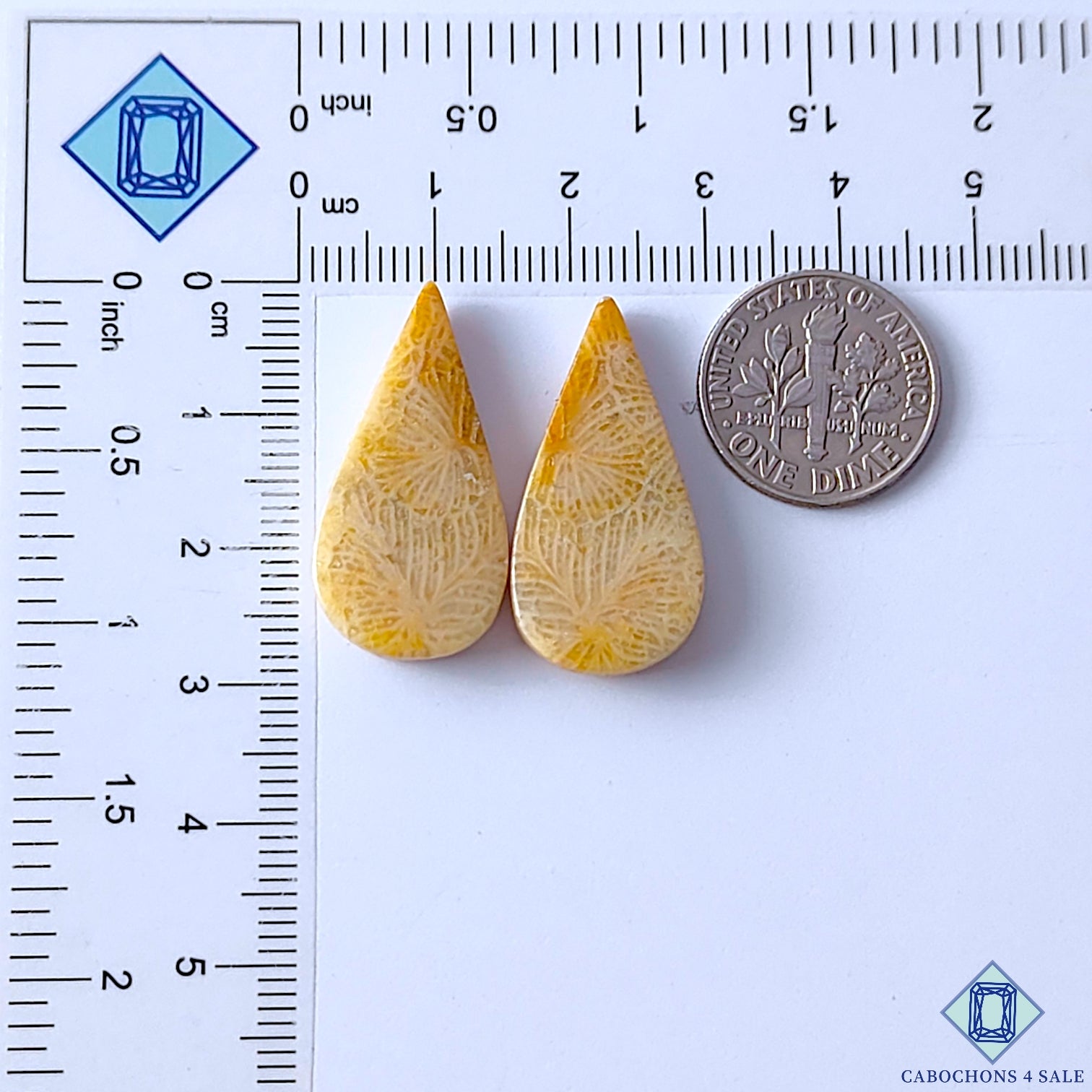 Fossil Coral