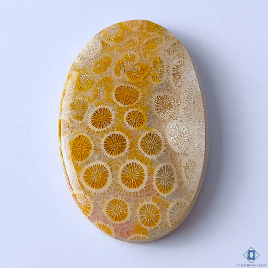 Fossil Coral