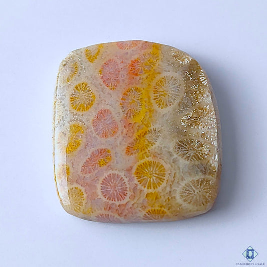 Fossil Coral
