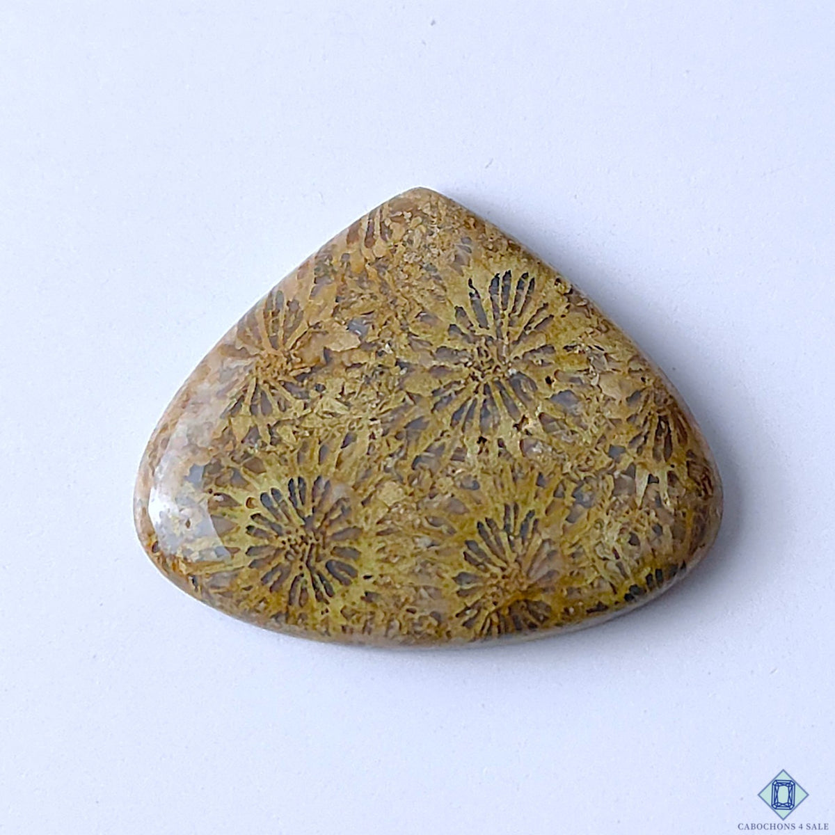 Fossil Coral