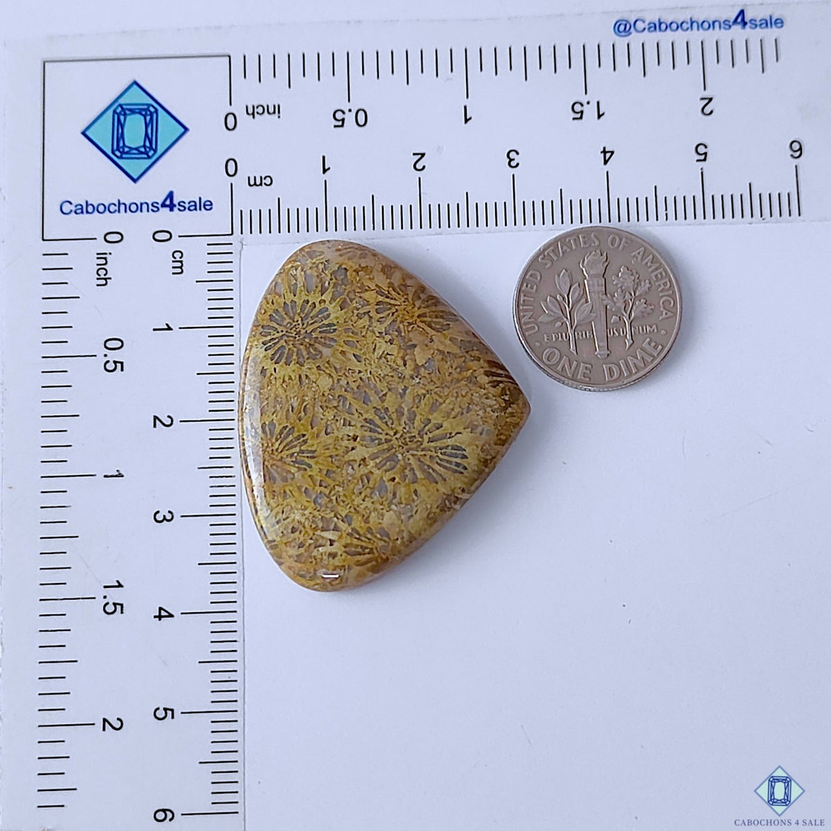 Fossil Coral