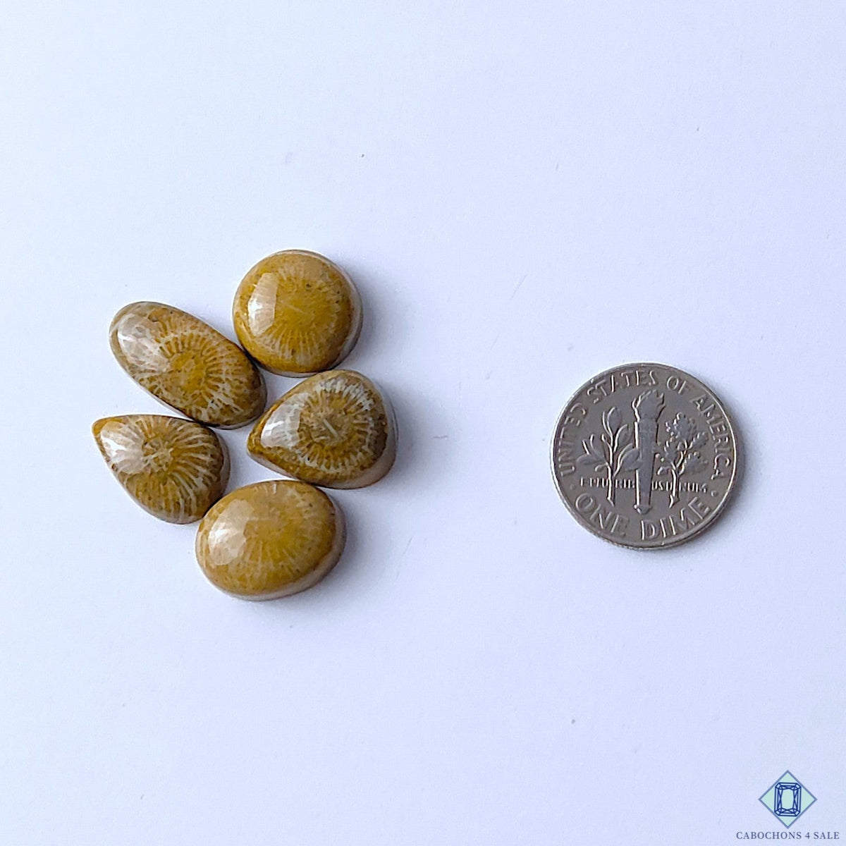Cabochons4sale brown fossil coral gemstone lot in mixed shapes with natural patterns, shown next to a US dime.