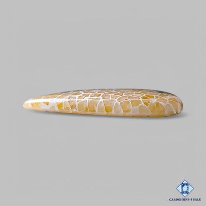 Natural Fossil Coral Gemstone Pear Cabochons 28*17*4mm from Indonesia available for sale