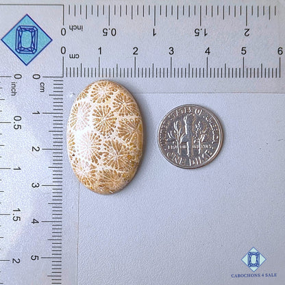 Cabujones ovalados de coral fósil natural de 31 x 21 x 6 mm, de Indonesia, disponibles para la venta.