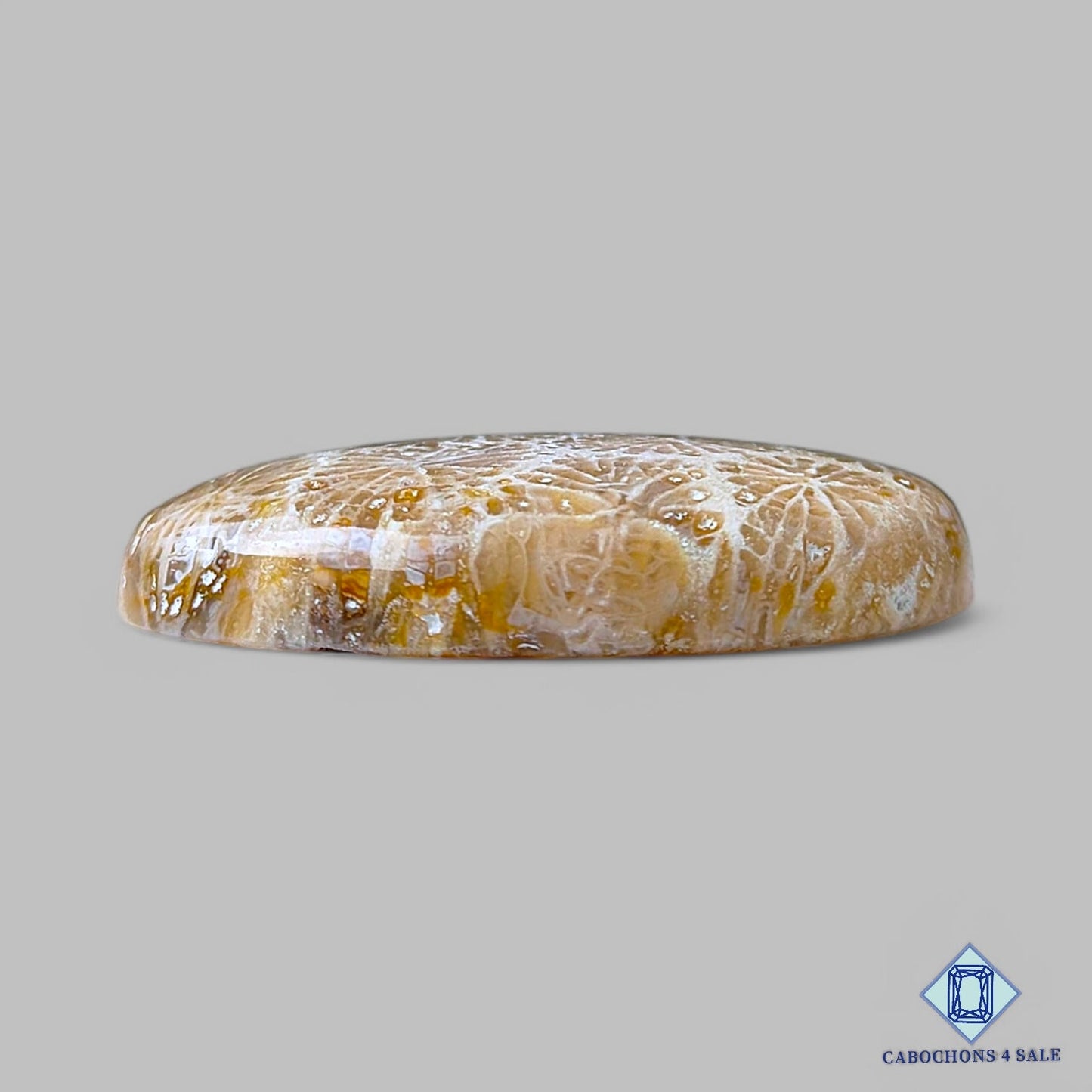 Cabujones ovalados de coral fósil natural de 31 x 21 x 6 mm, de Indonesia, disponibles para la venta.