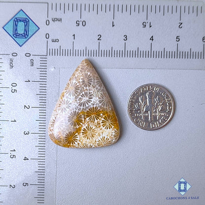 Natural Fossil Coral Gemstone  Triangle Cabochons 34*27*6mm from Indonesia  available for sale
