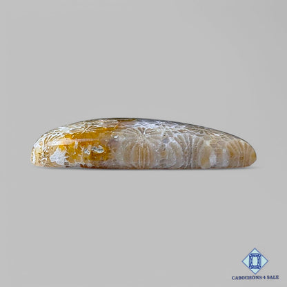 Natural Fossil Coral Gemstone  Triangle Cabochons 34*27*6mm from Indonesia  available for sale