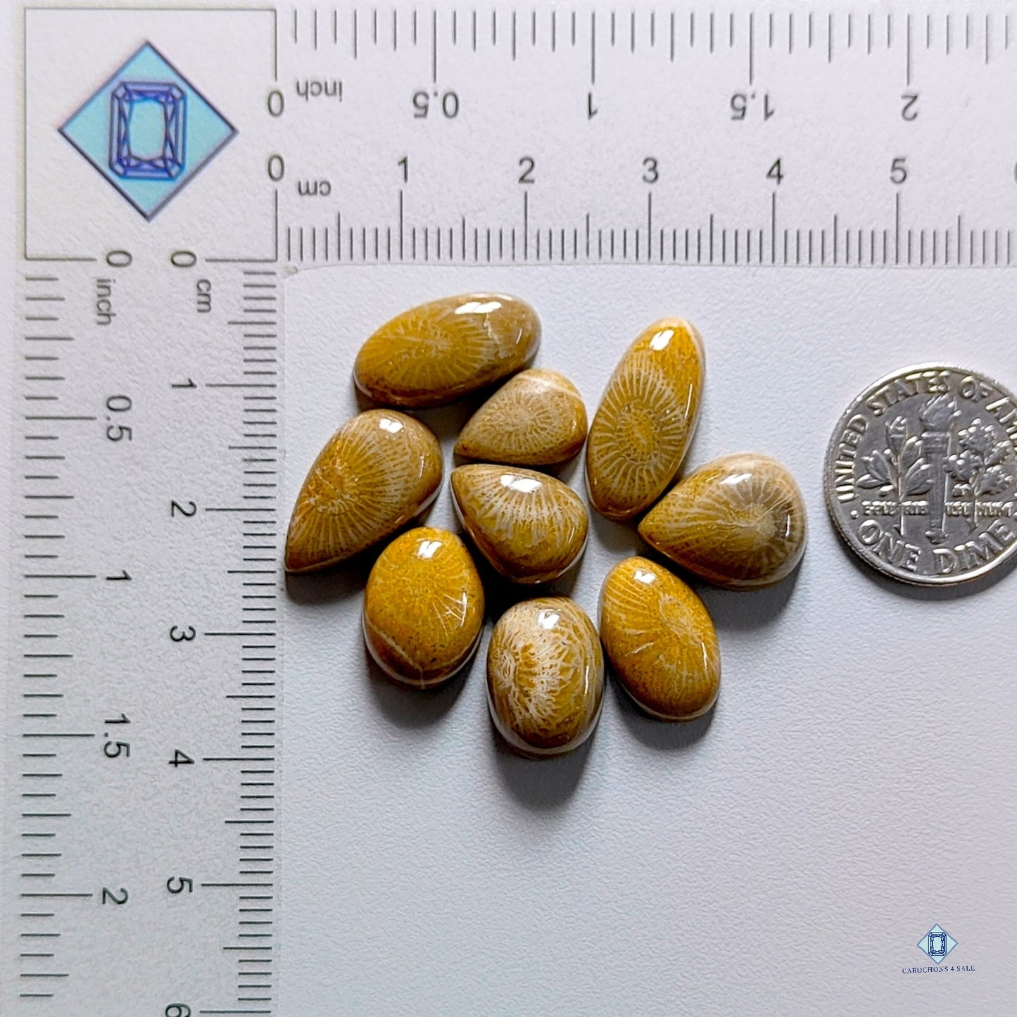 Fossil Coral