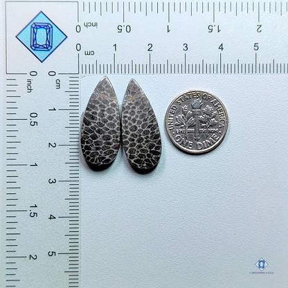 Fossil coral-pear-Pairs