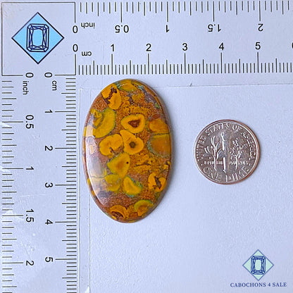 Natural Fruit Jasper Gemstone Oval Cabochons 39*24*4mm from India available for sale