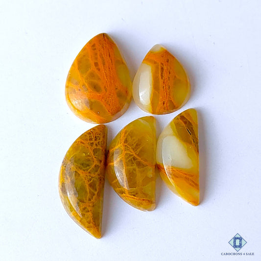 Indian Web Jasper
