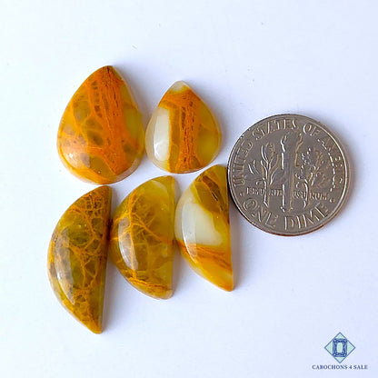 Indian Web Jasper