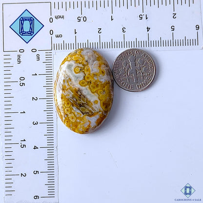 Ocean Jasper