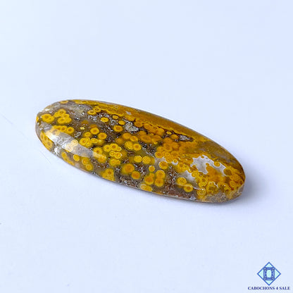 Ocean Jasper