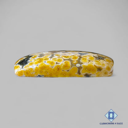 Natural Ocean Jasper Gemstone Fancy Cabochons 26*19*5mm from Madagascar  available for sale