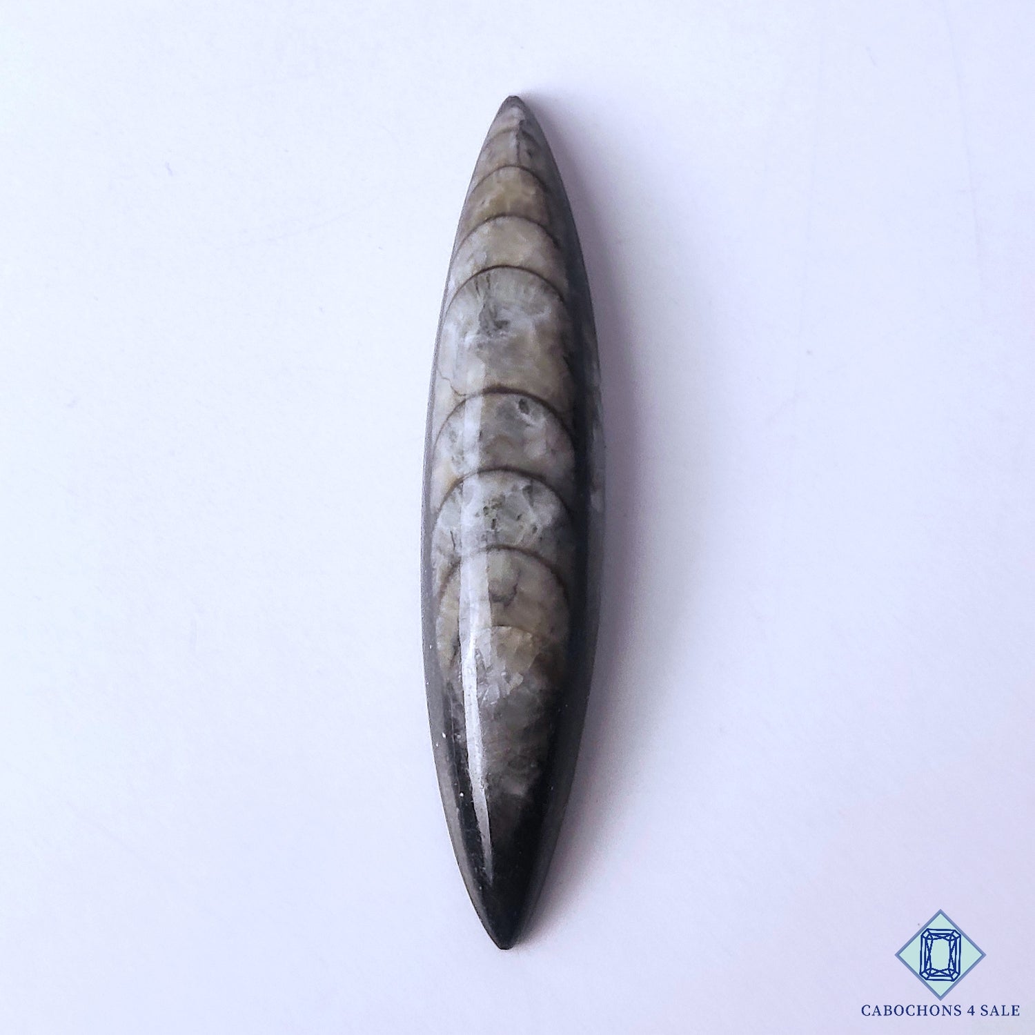 Orthoceras