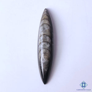 Orthoceras Marquise Cabochons