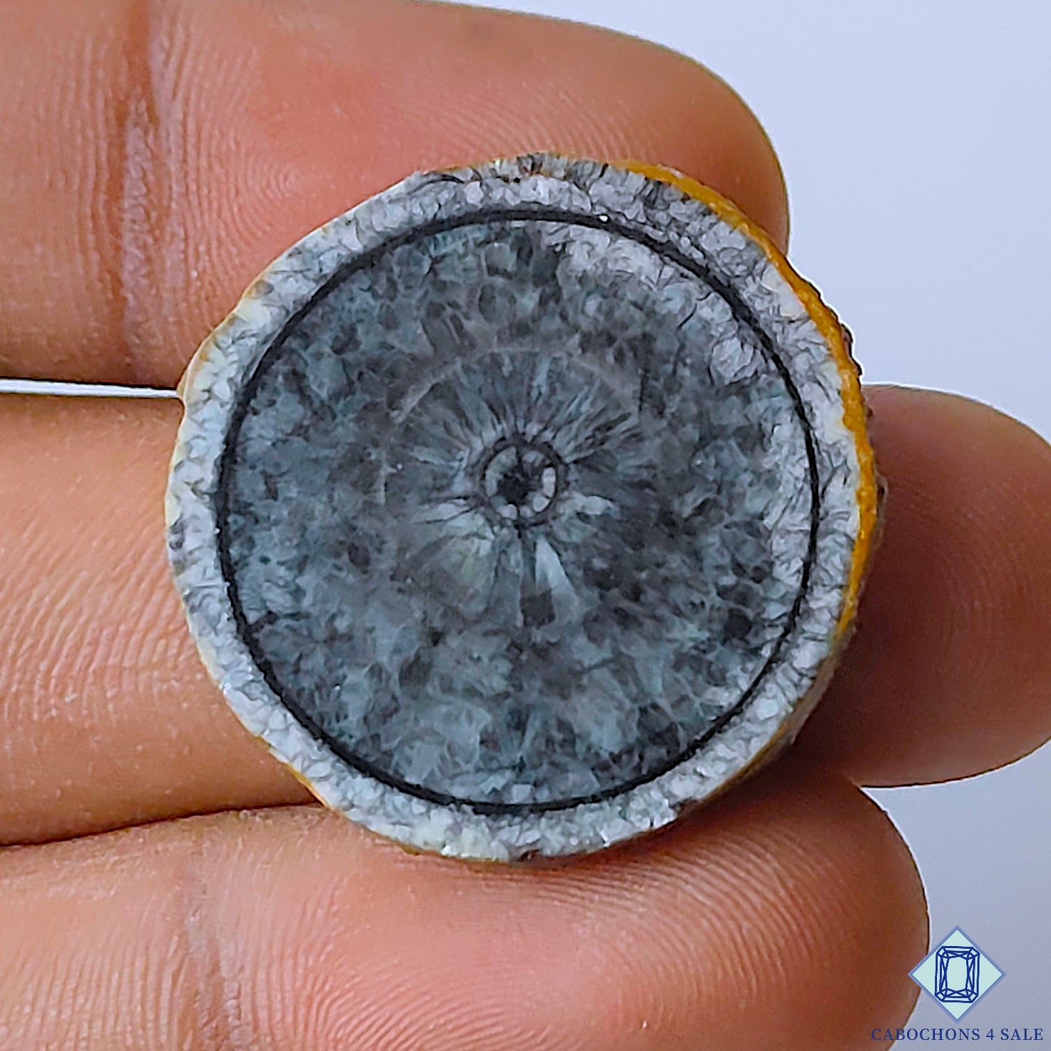 Orthoceras Fossil