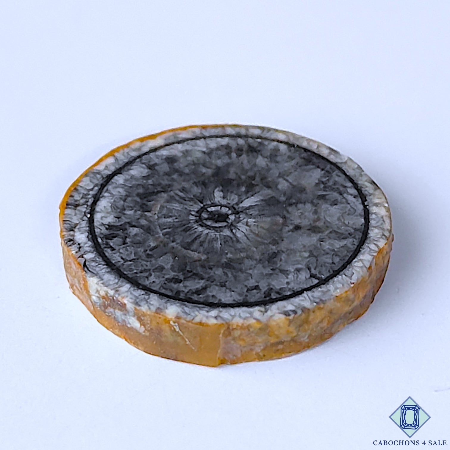 Orthoceras Fossil