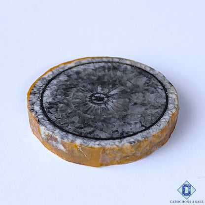 Orthoceras Fossil