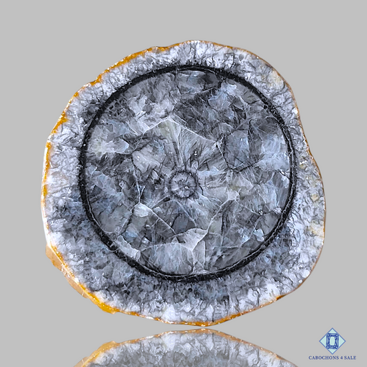 Orthoceras Fossil Coral