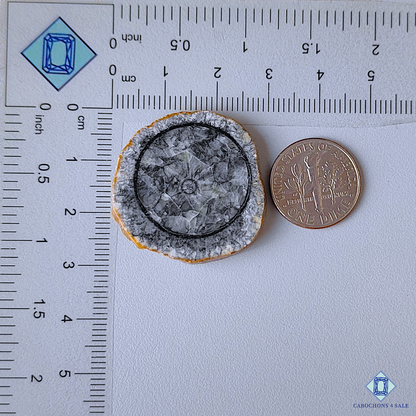 Orthoceras Fossil Coral