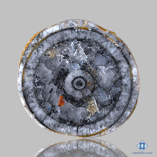 Orthoceras Fossil Coral