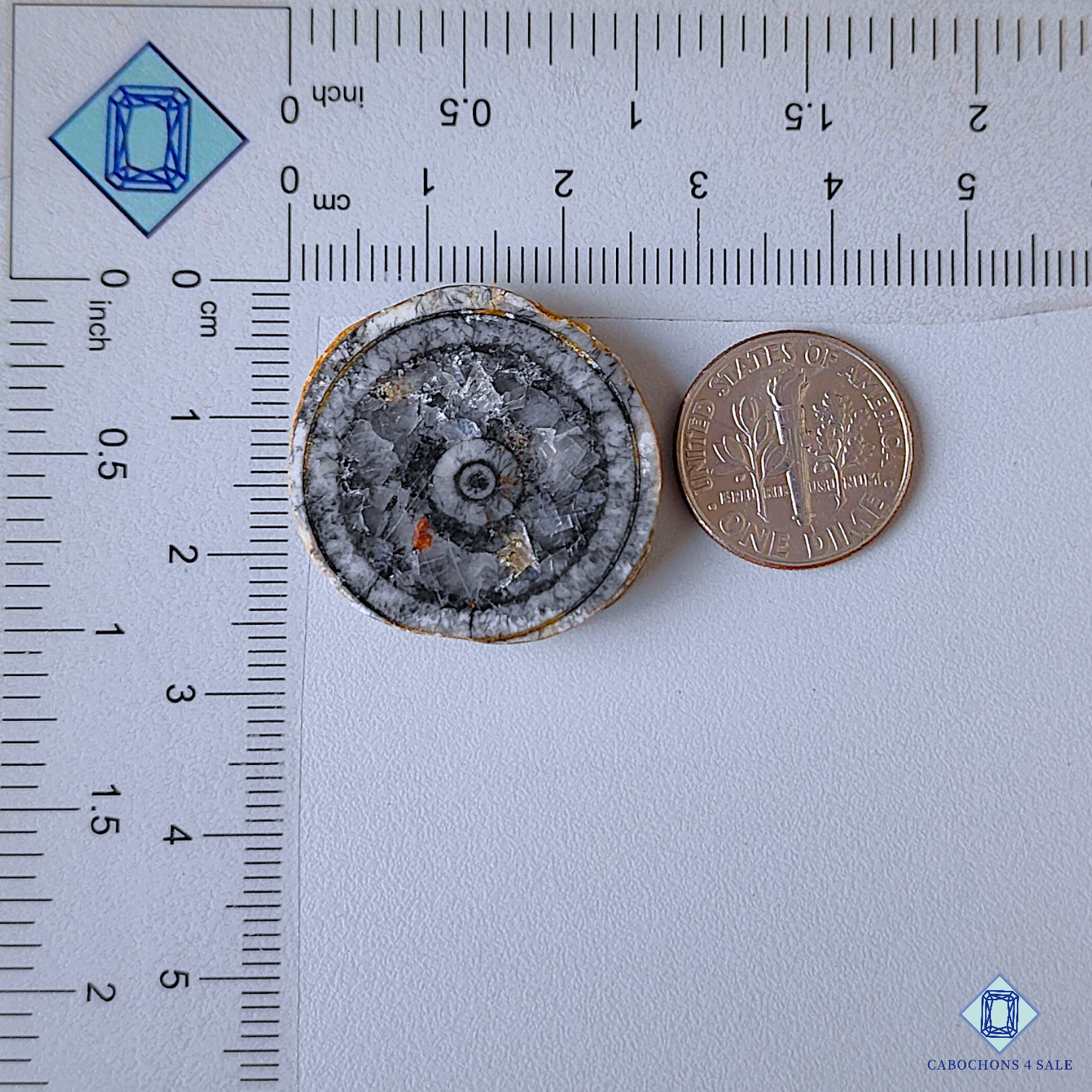 Orthoceras Fossil Coral