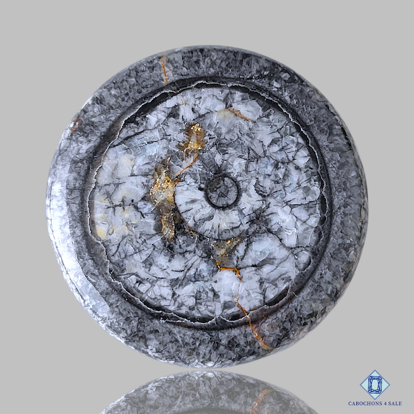 Orthoceras Fossil Coral