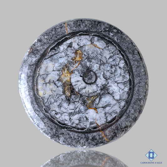 Orthoceras Fossil Coral