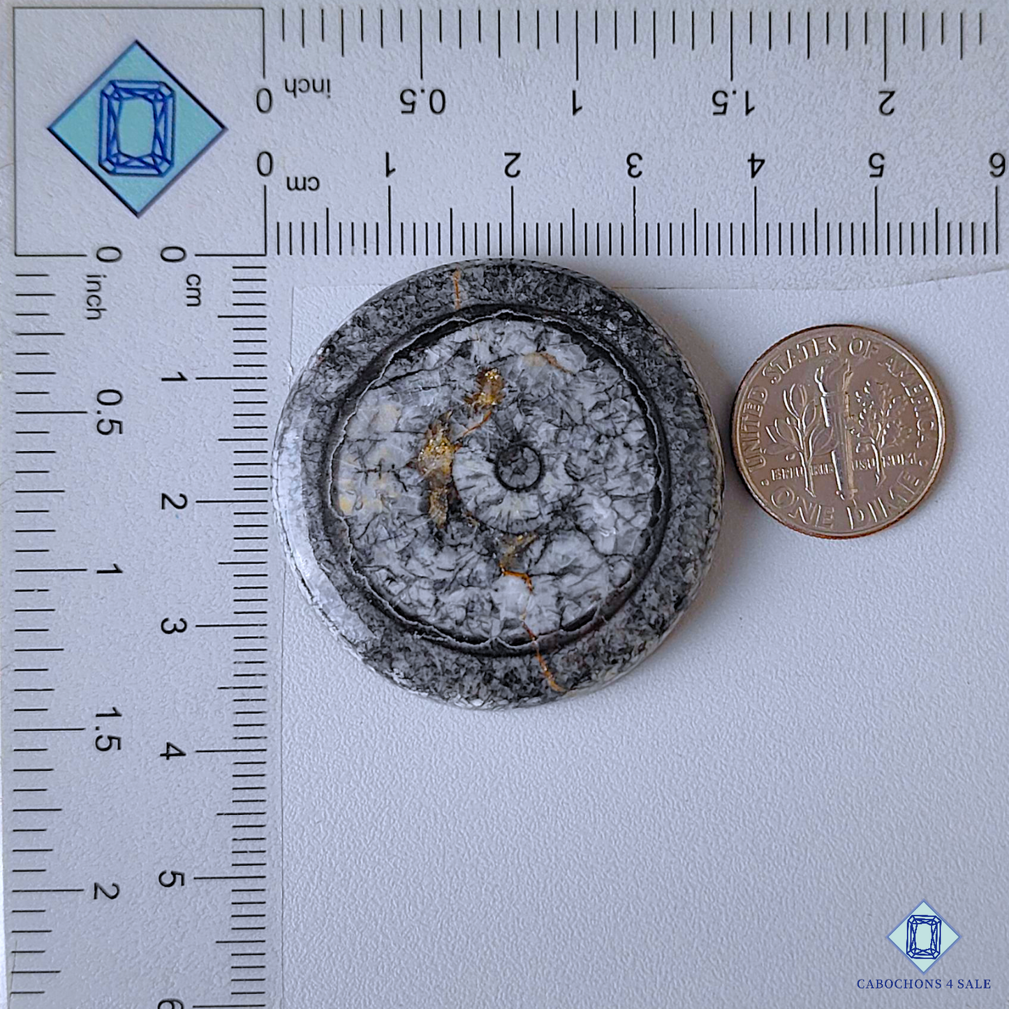 Orthoceras Fossil Coral