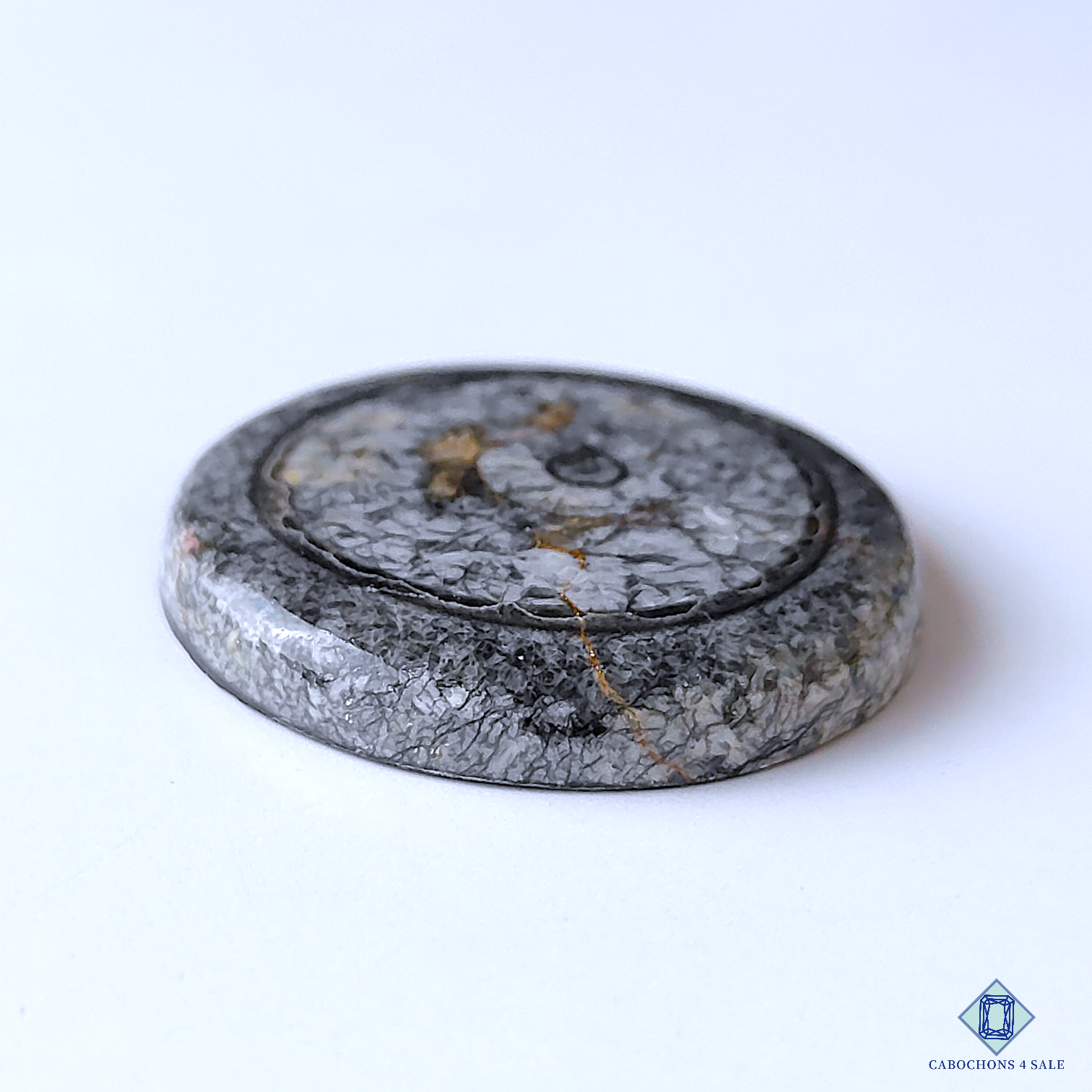 Orthoceras Fossil Coral