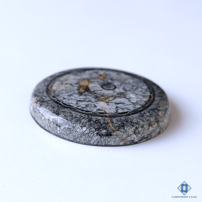 Orthoceras Fossil Coral