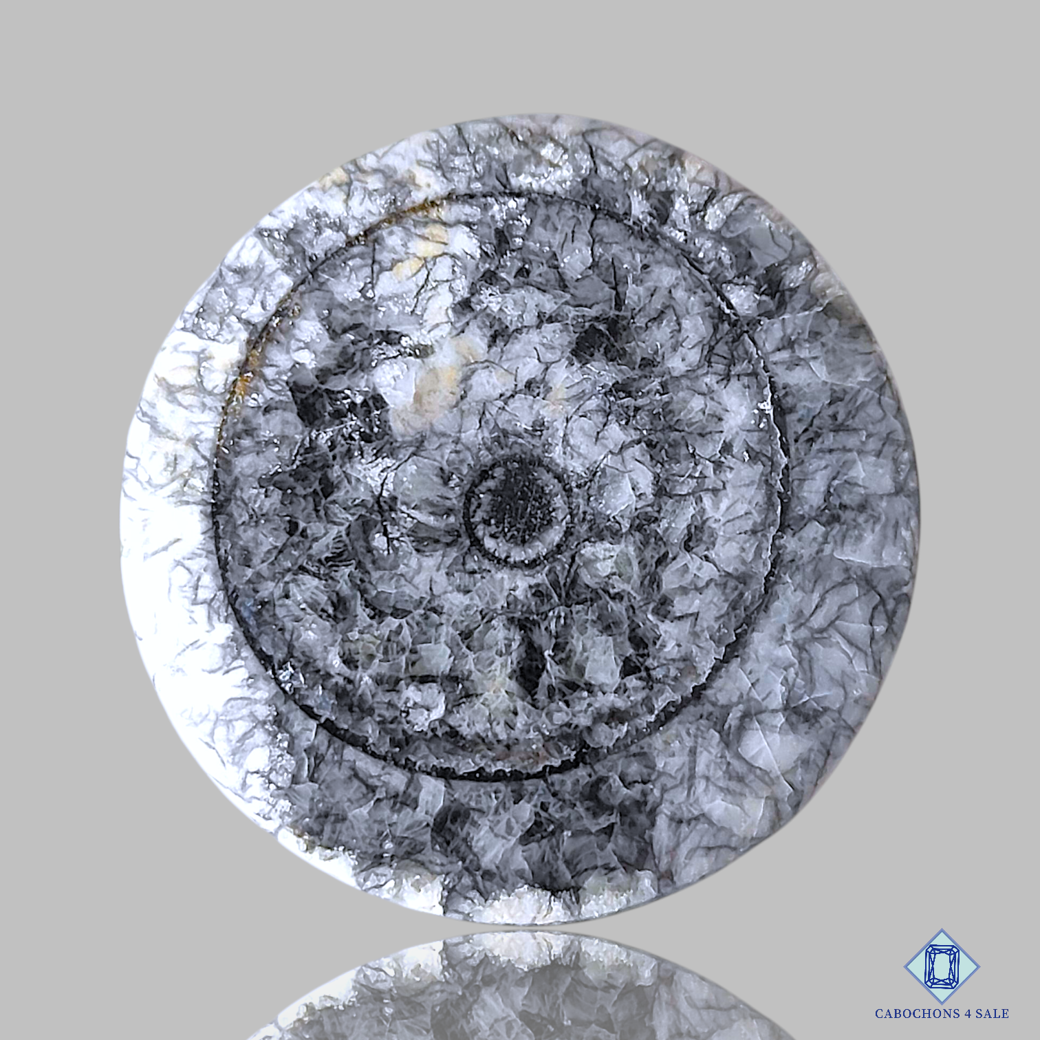 Orthoceras Fossil Coral