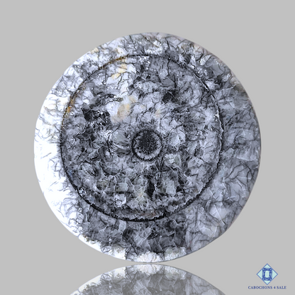 Orthoceras Fossil Coral